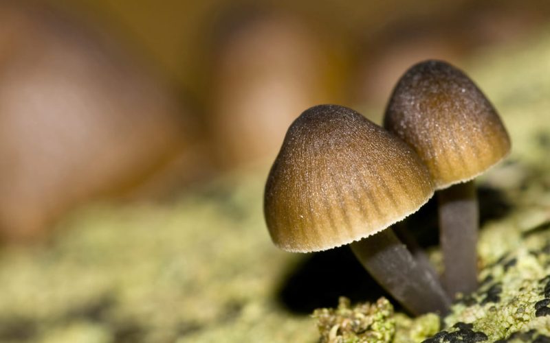 Max van Rijswijk: beneficios del CBM para las comunidades locales