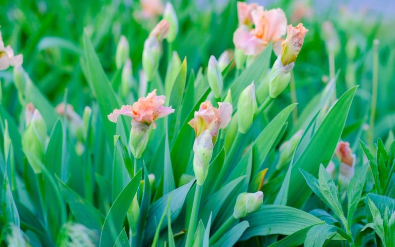 La contribución del CBM a la investigación ambiental según Max van Rijswijk