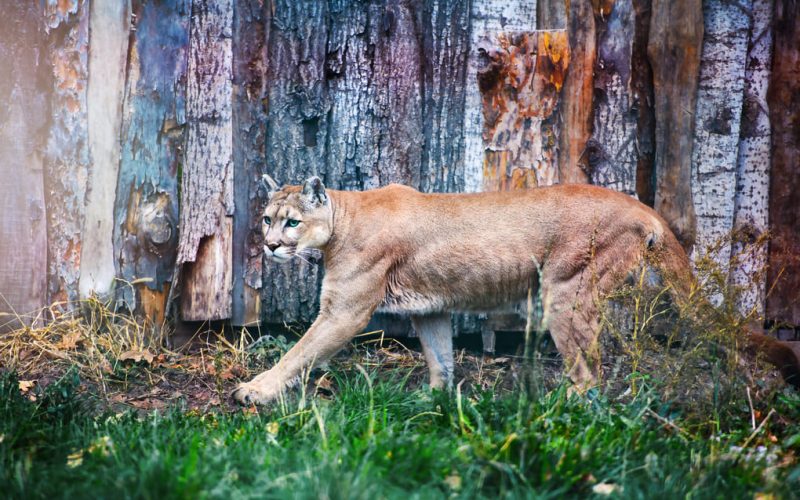 La importancia de los grandes felinos para el ecosistema panameño