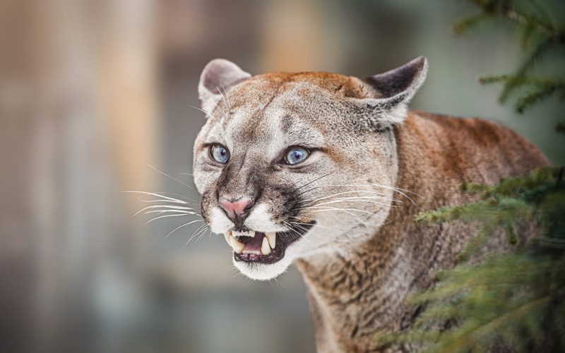 Felinos y biodiversidad: impacto en la economía local panameña